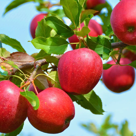 Jabloň odolná proti strupovitosti Novamac START PACK