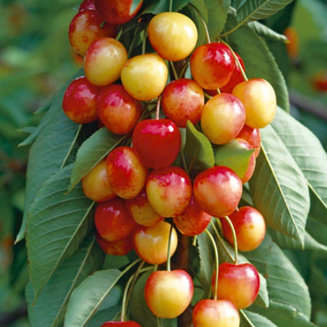 Světle růžová Honey Cherry START PACK ®