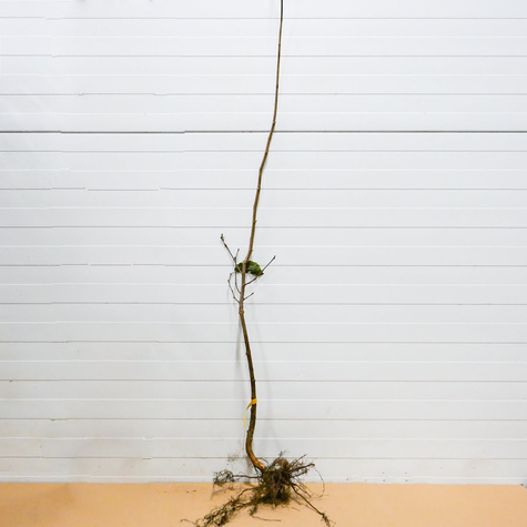 Líska Hall’s Giant – sazenice s holým kořenem