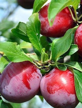 Švestonektarina Ozark Premier – sazenice s holým kořen