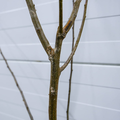 Švestka japonská Kometa – sazenice s holým kořenem