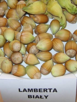 Líska Lamberta Bílá – sazenice s holým kořenem