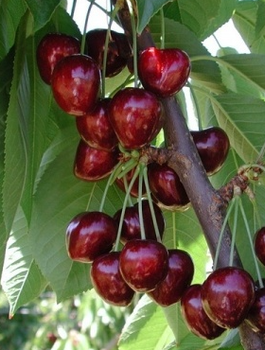 Třešeň zakrslá Summit – sazenice s holým kořenem
