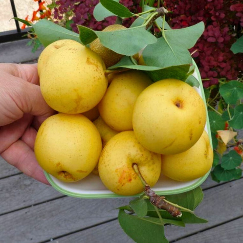 Hrušeň asijská Nijisseiki (New Century) – sazenice s holým kořenem