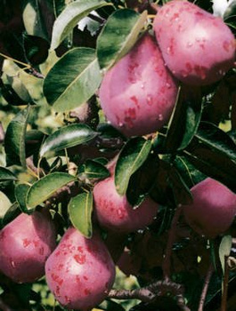 Hrušeň Bonkreta Williamsova Červená – sazenice s holým kořenem