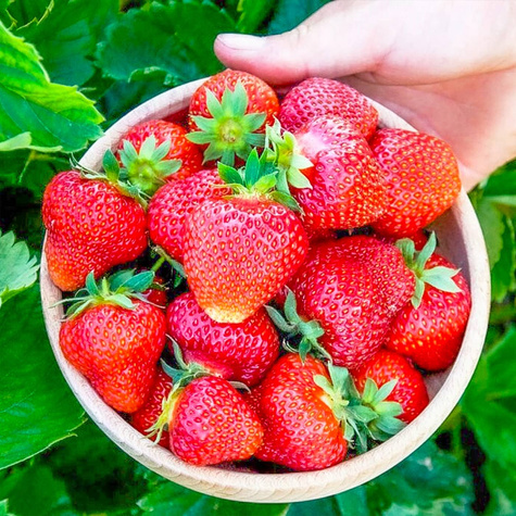 10 ks. Sazenice jahodníku 'Elkat' velmi plodný