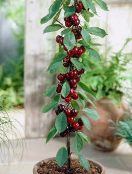 Višeň sloupovitá – sazenice s holým kořenem