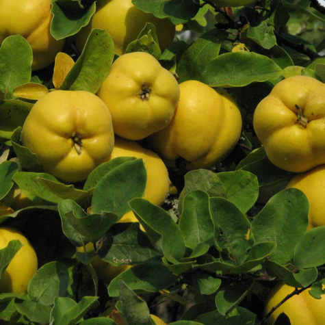 Kdouloň jablečná štěpovaná – sazenice s holým kořenem