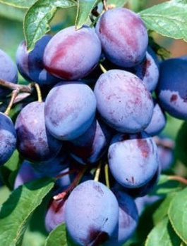 Švestka Wegierka raná – sazenice s holým kořenem