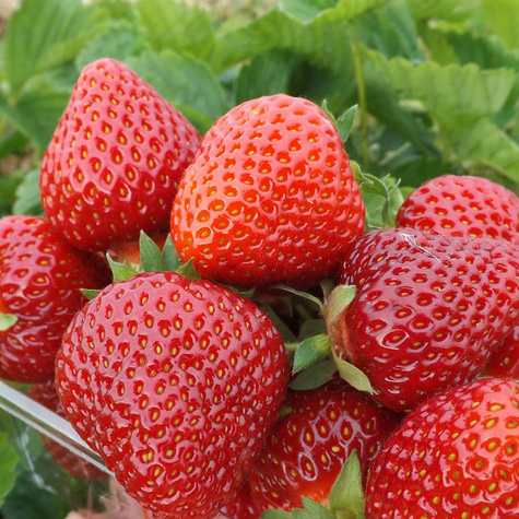 10 ks. Sazenice jahodníku 'Hossa' polská odrůda