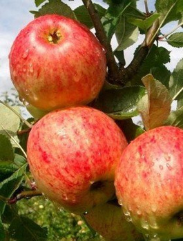 Jabloň James Grieve – sazenice s holým kořenem