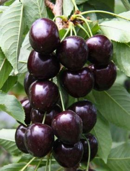 Třešeň zakrslá Kordia (GISELA5) – sazenice s holým kořenem