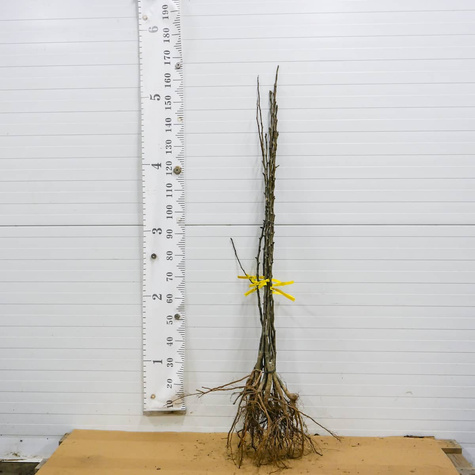 Hrušeň asijská Kumoi – sazenice s holým kořenem