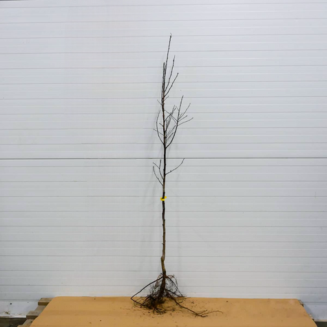 Švestka japonská Angelo – sazenice s holým kořenem