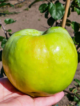 Jabloň Antonówka Bílá Smetanková Půltorfuntová – sazenice s holým kořenem