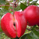 Jabloň Red Love – sazenice s holým kořenem
