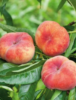 Broskvoň plochá Galaxy – sazenice s holým kořenem