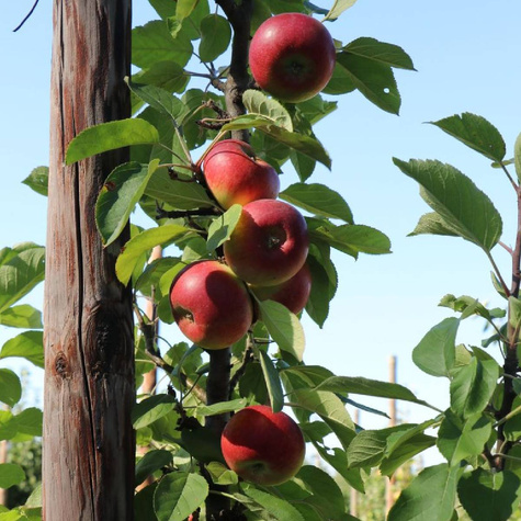 Jabłoń kolumnowa Flamenco START PACK