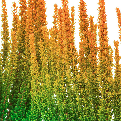 Vřes 'Skyline Las Vegas', oranžový – sazenice