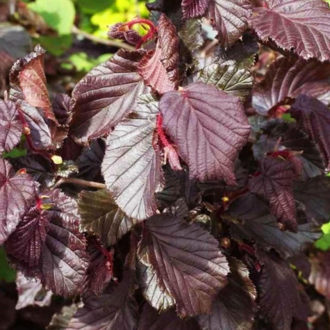 Líska Syrena (červenolistá) – sazenice s holým kořenem