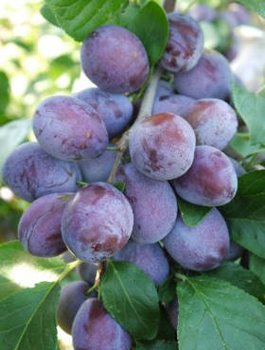 Švestka Katinka – sazenice s holým kořenem