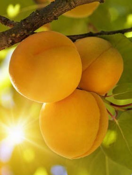 Meruňka Hargrand – sazenice s holým kořenem