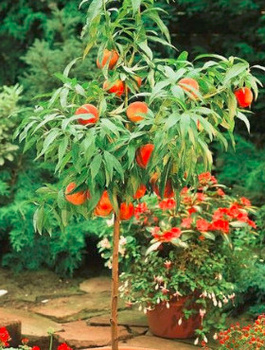 Broskvoň zakrslá Honey Gold – sazenice s holým kořenem