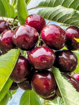 Třešeň zakrslá Sam – sazenice s holým kořenem