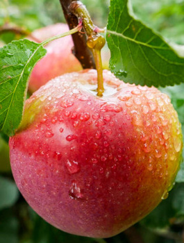 Jabloň Gala Must – sazenice s holým kořenem