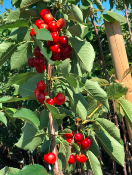 Třešeň sloupovitá Silva – sazenice s holým kořenem