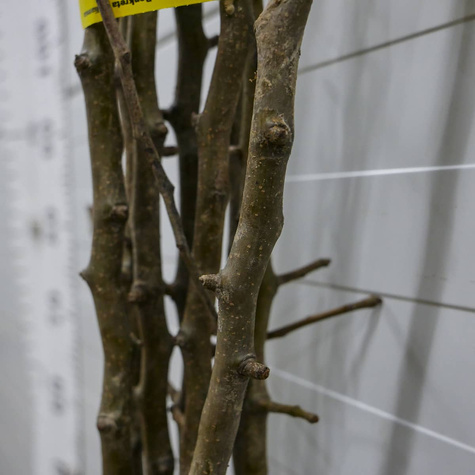 Hrušeň Williamsova – sazenice s holým kořenem