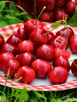 Třešeň Skeena – sazenice s holým kořenem