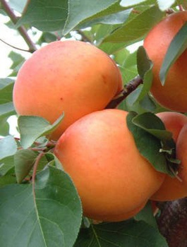 Meruňka Soledane – sazenice s holým kořenem