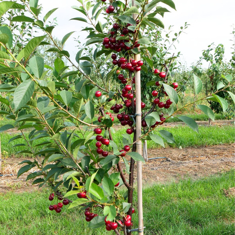 Višeň Nana – sazenice s holým kořenem