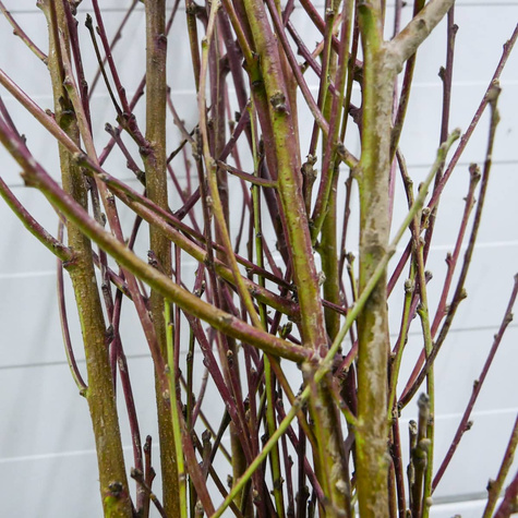 Nektarinka Fantasia – sazenice s holým kořenem