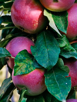Jabloň sloupovitá Red Spring – sazenice s holým kořenem