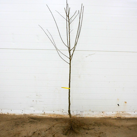 Švestonektarina Ozark Premier – sazenice s holým kořen