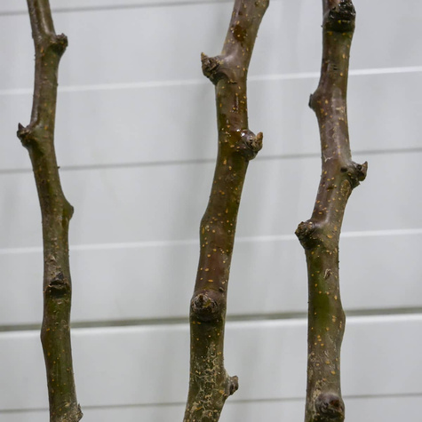 Hrušeň asijská Hosui – sazenice s holým kořenem