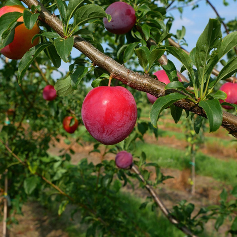 Švestka japonská Kometa – sazenice s holým kořenem