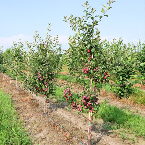 Jabloň Red Love – sazenice s holým kořenem