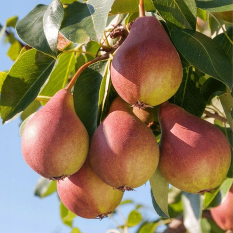 Hrušeň Dicolor – sazenice s holým kořenem