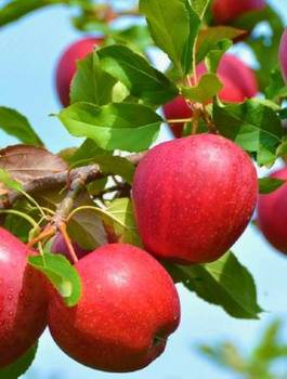 Jabloň Novamac – sazenice s holým kořenem