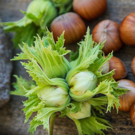 Hazelnut Webb's Prickly Pear START PACK ®