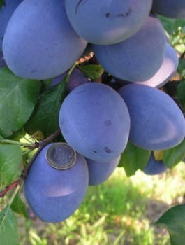 Švestka Tophit – sazenice s holým kořenem