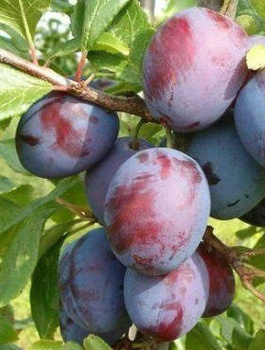 Švestka Amers – sazenice s holým kořenem