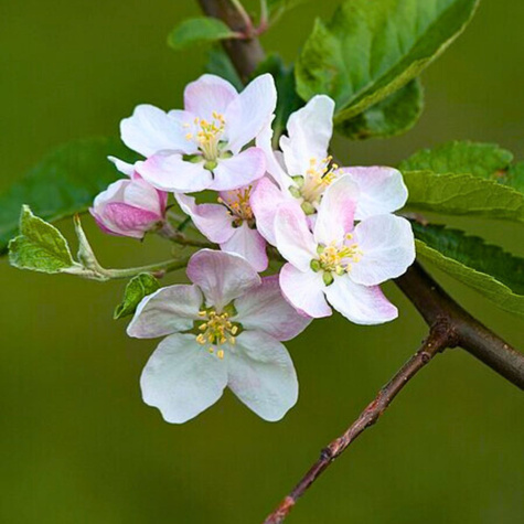 Jabloň Jonagold DeCosta – sazenice s holým kořenem