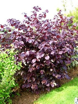 Líska purpurová – sazenice s holým kořenem