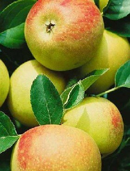 Jabloň Muškat Reneta – sazenice s holým kořenem