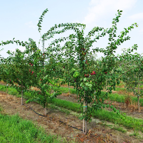 Švestka japonská Kometa – sazenice s holým kořenem