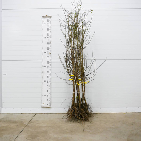 Višeň Lucyna – sazenice s holým kořenem